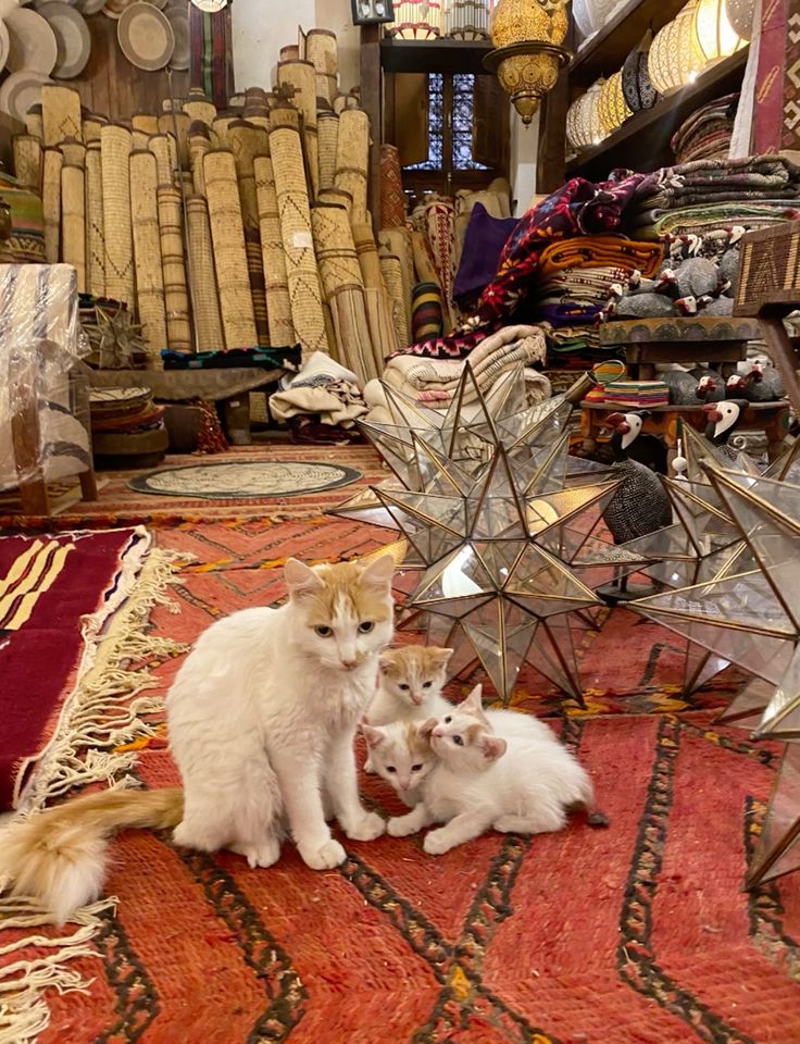 Marrakech Medina Experience