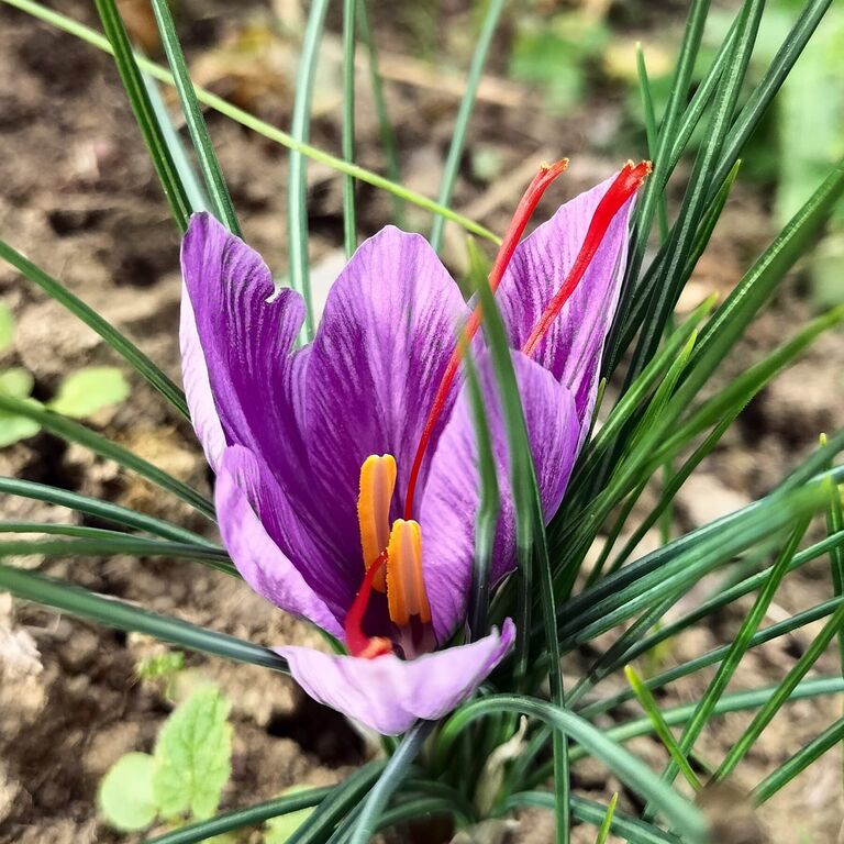 La Collina del Sole