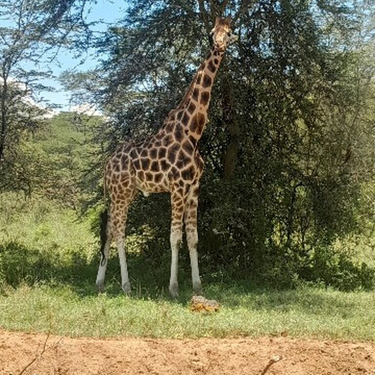 George