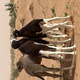 Maroc-circuit.fr