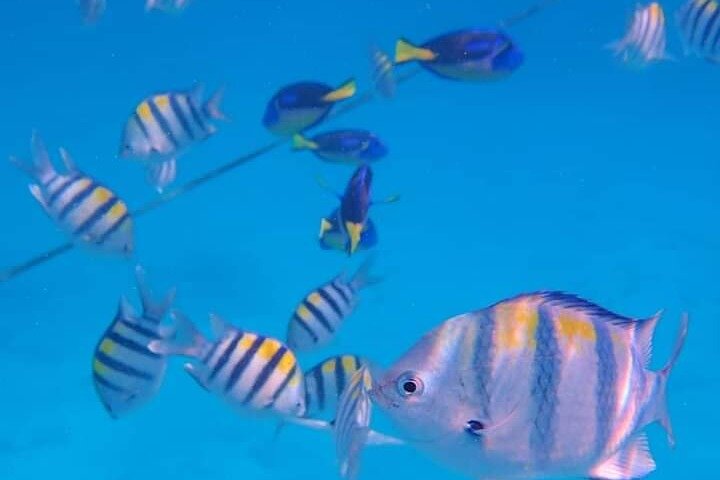 Nungwi Aquarium Adventures
