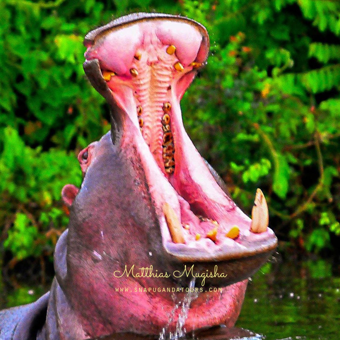 Snap Uganda Tours