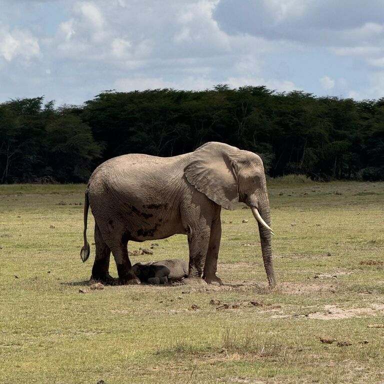 Fargin Safaris