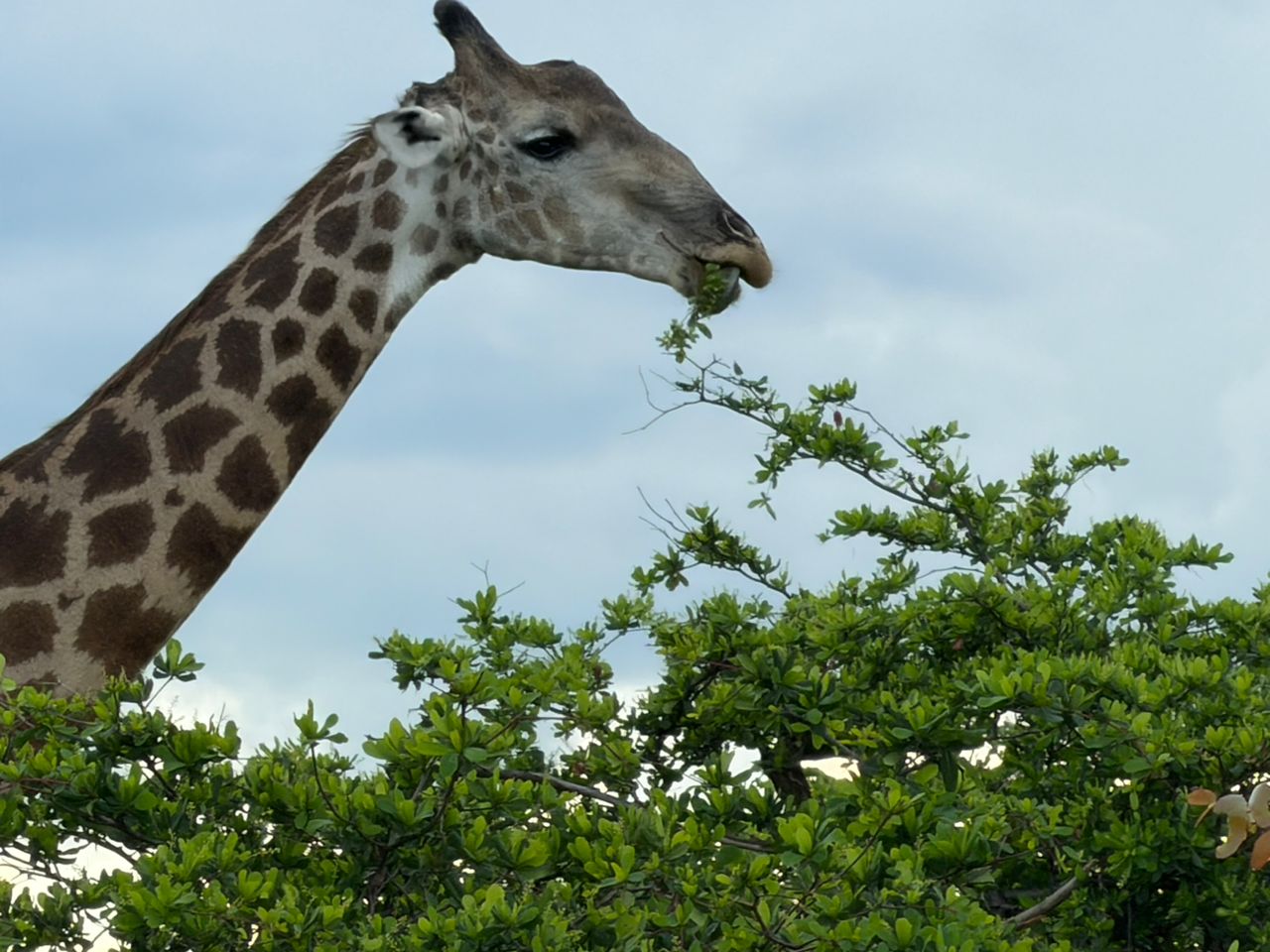 Parnok Tours and Safaris