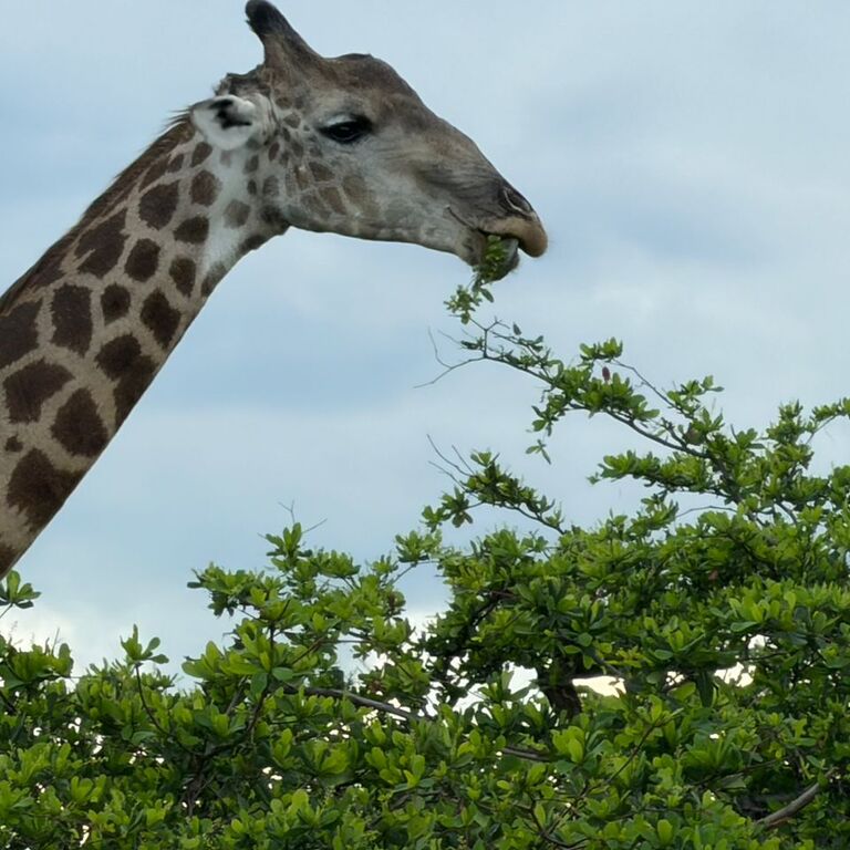 Parnok Tours and Safaris