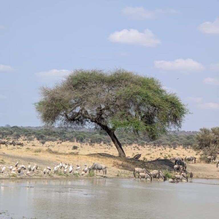 Trekking Africa adventures