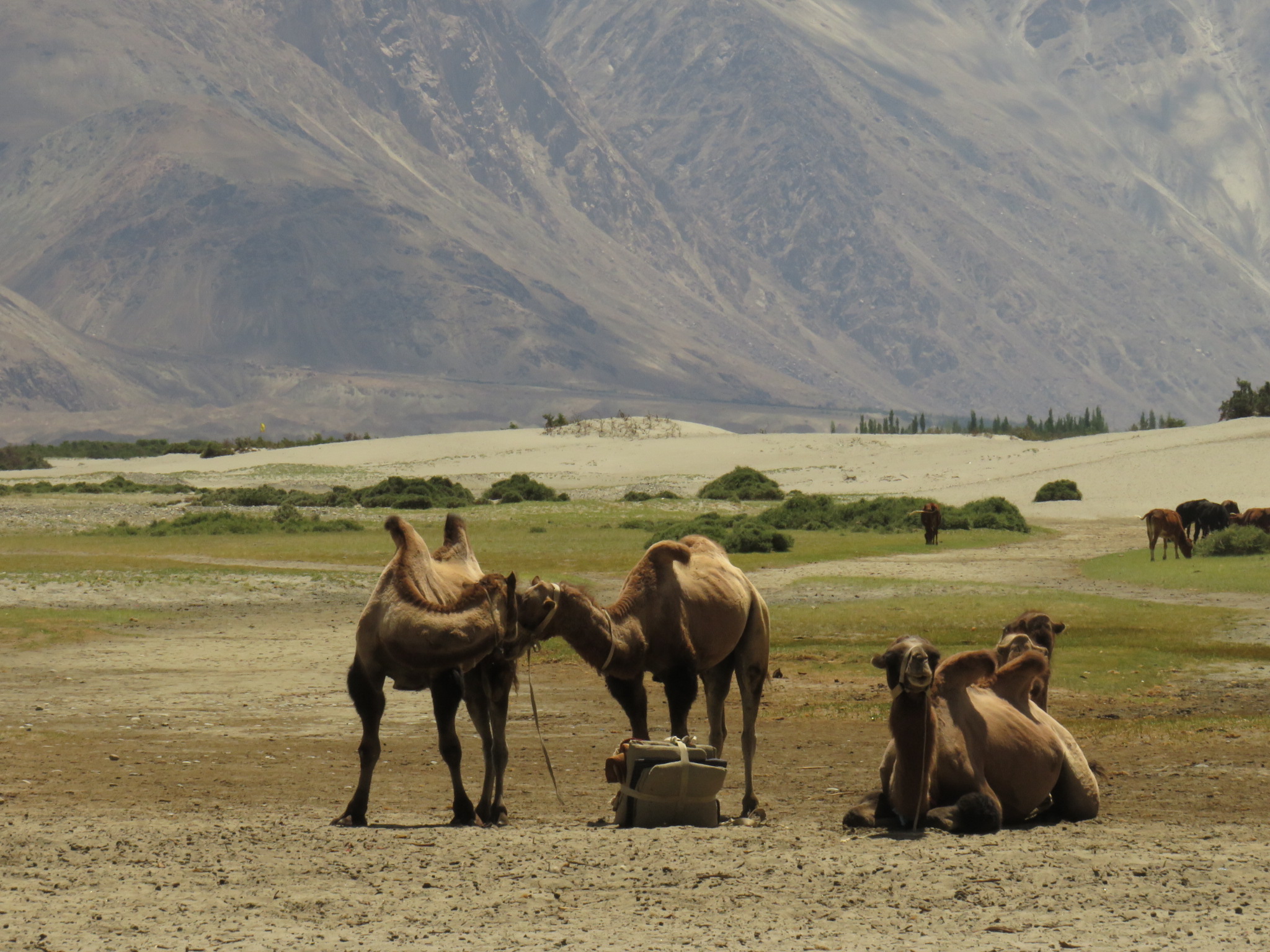 Trip India Hotels and Holidays