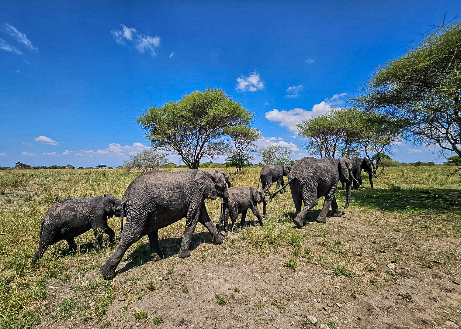 Tribetz Tours & Safaris