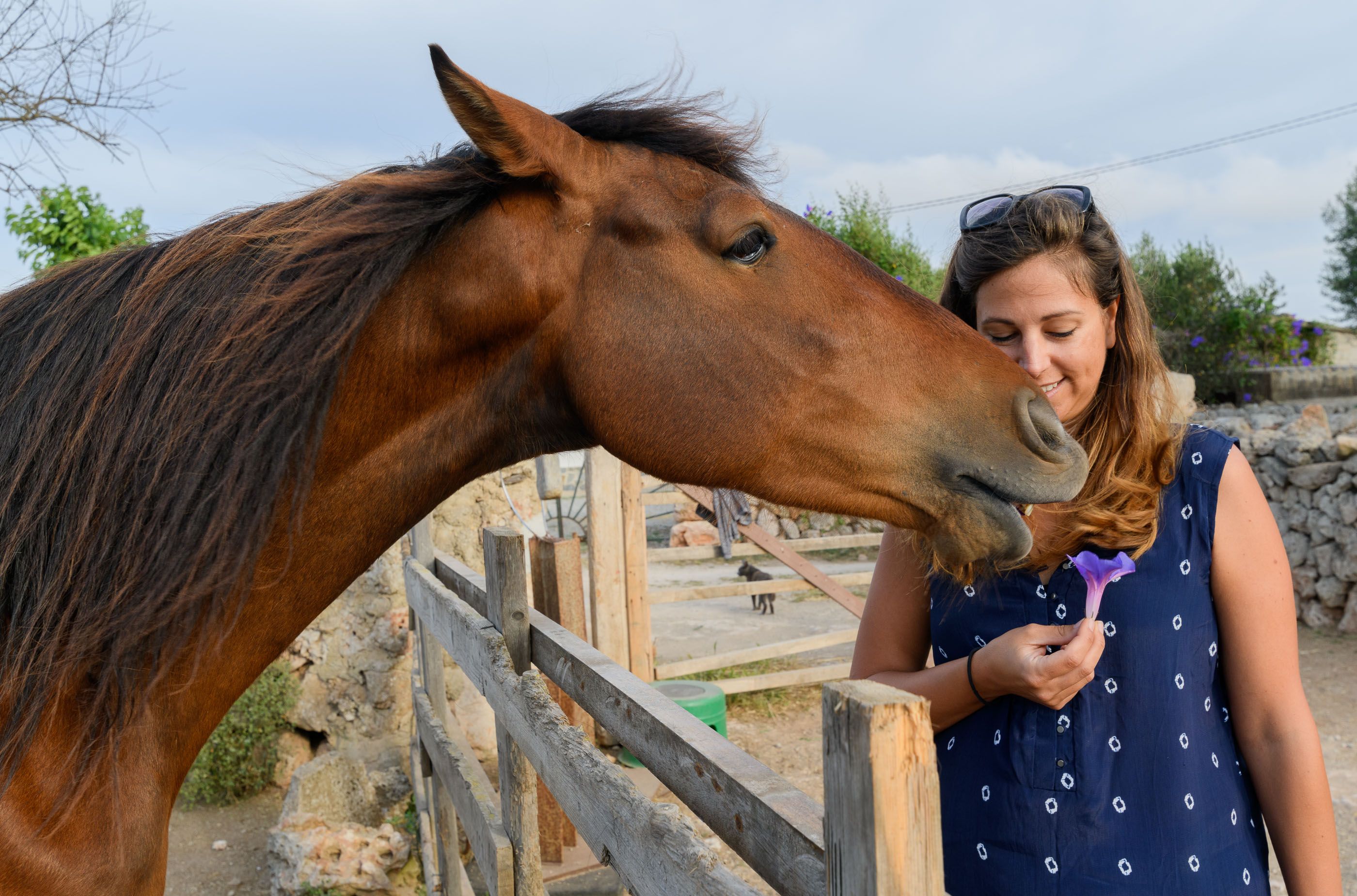 Trebaluger Equine Rescue