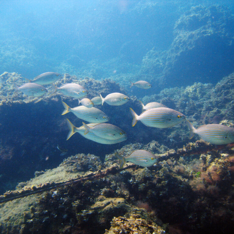 ABC Dive Center