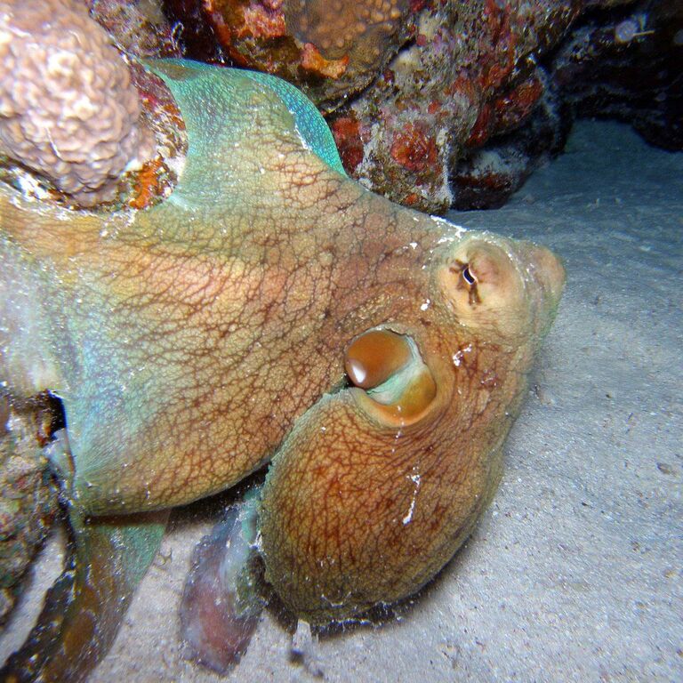 ABC Dive Center