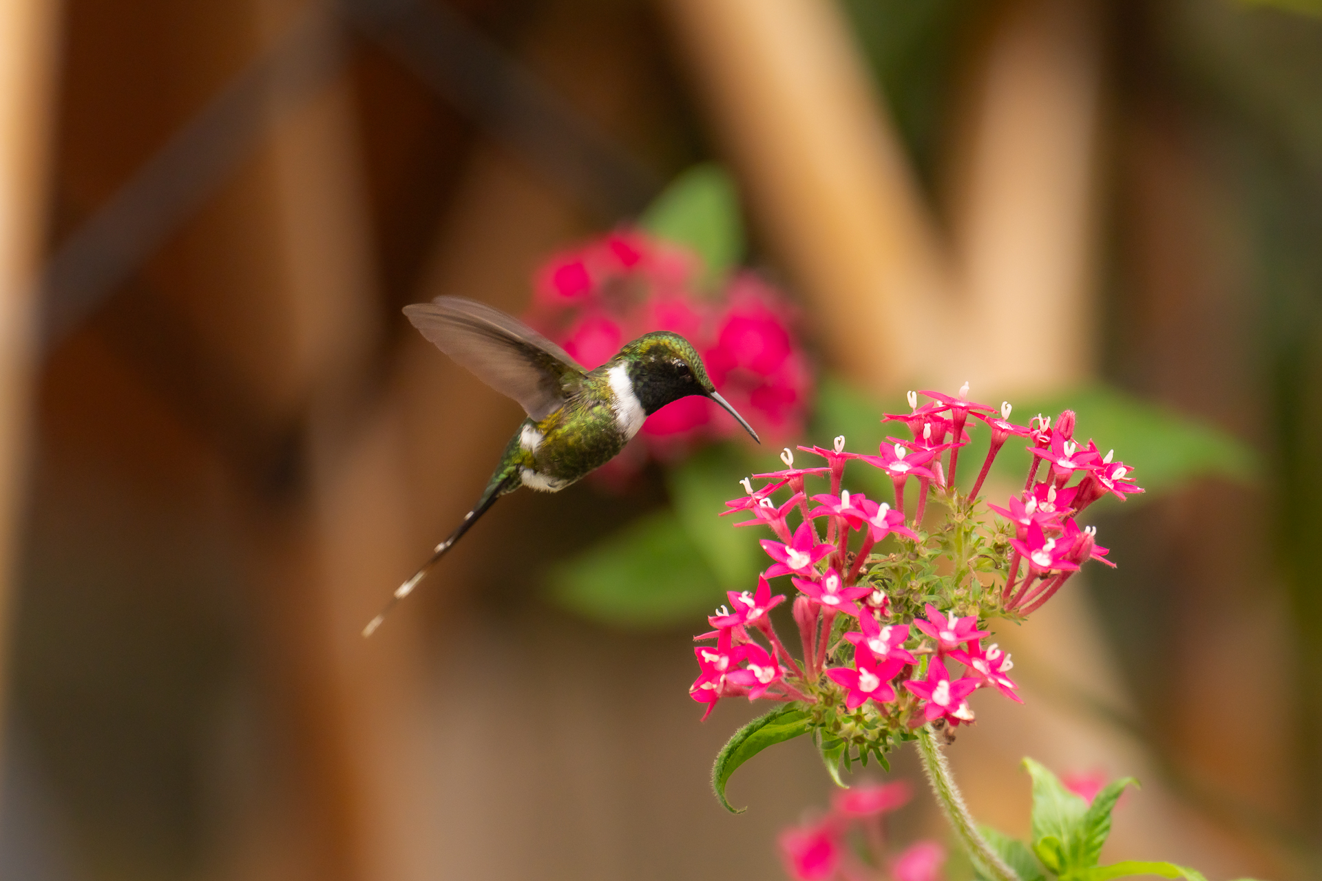 Los Lirios Mariposario