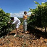Azienda Vitivinicola Tola
