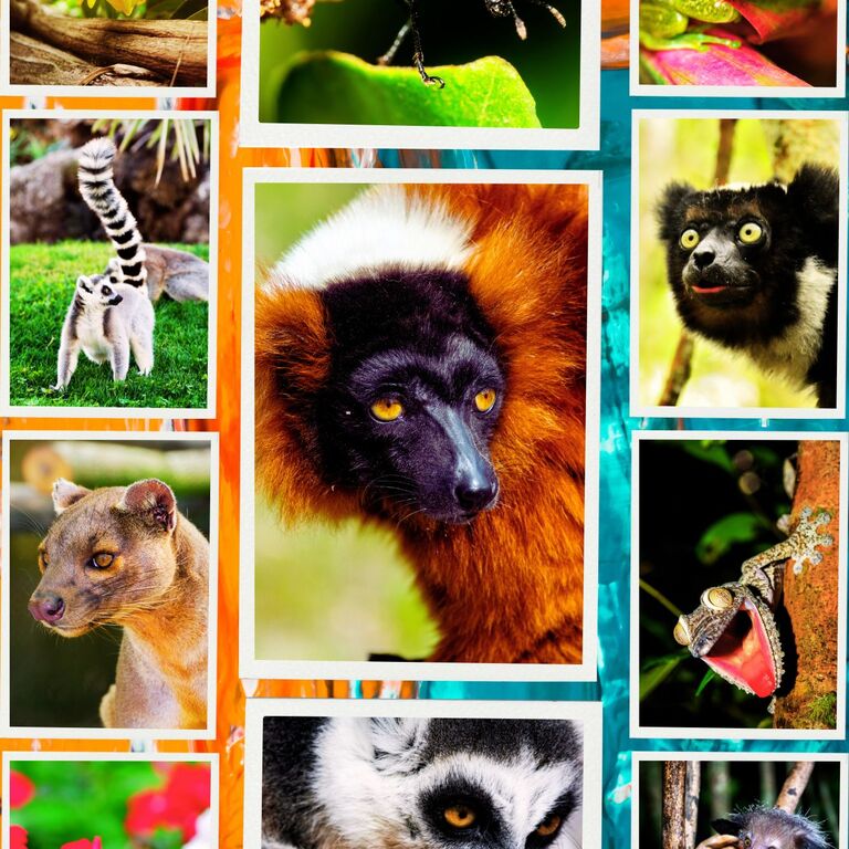 SafariWise Tours