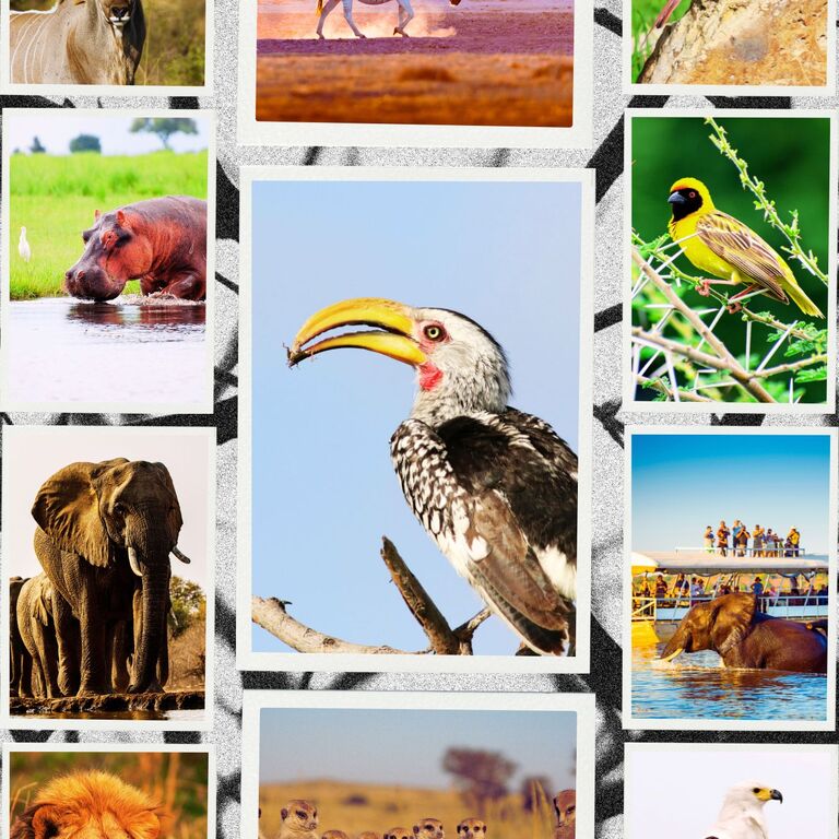 SafariWise Tours
