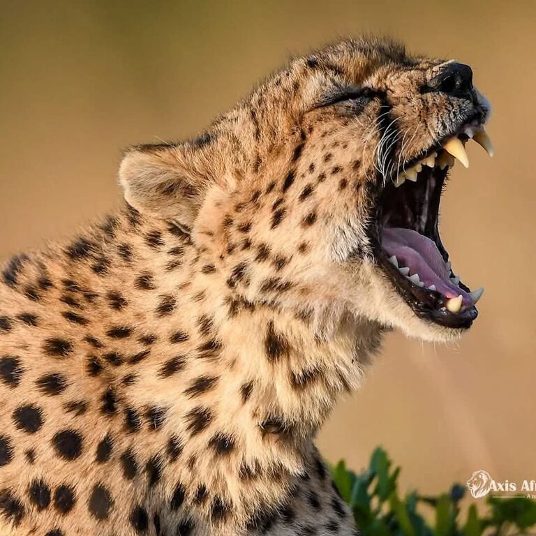 Halal tour and safaris