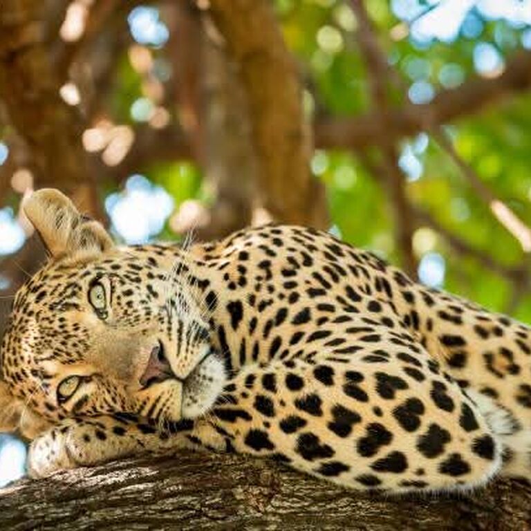 Halal tour and safaris