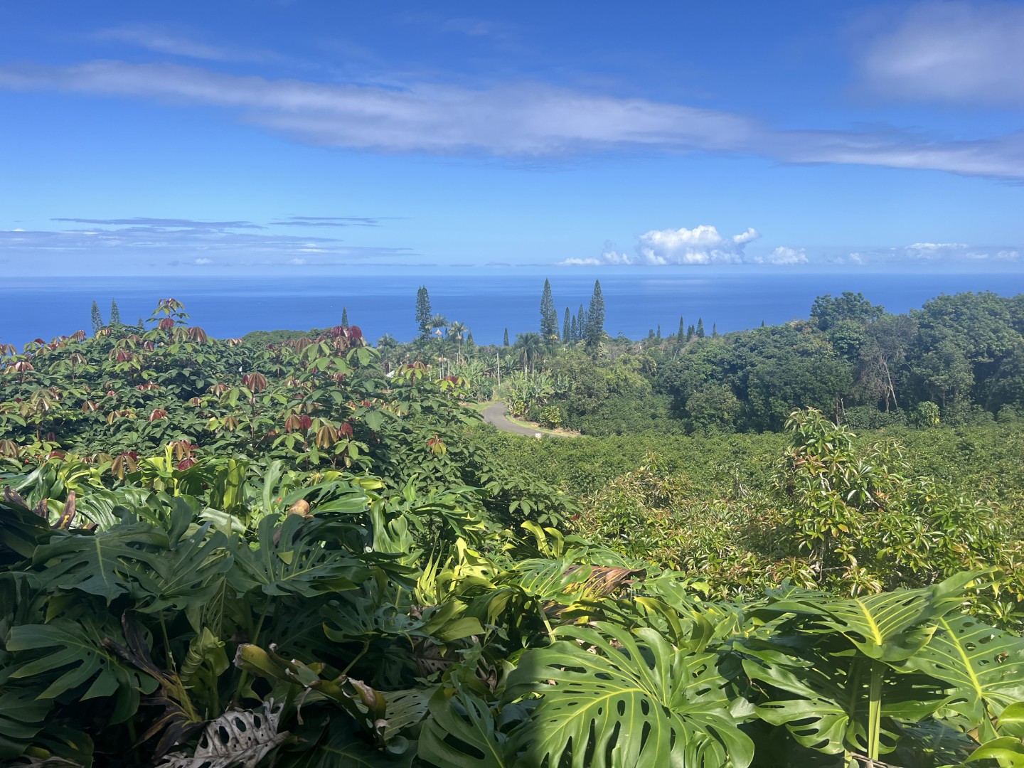 Heavenly Hawaiian Kona Coffee