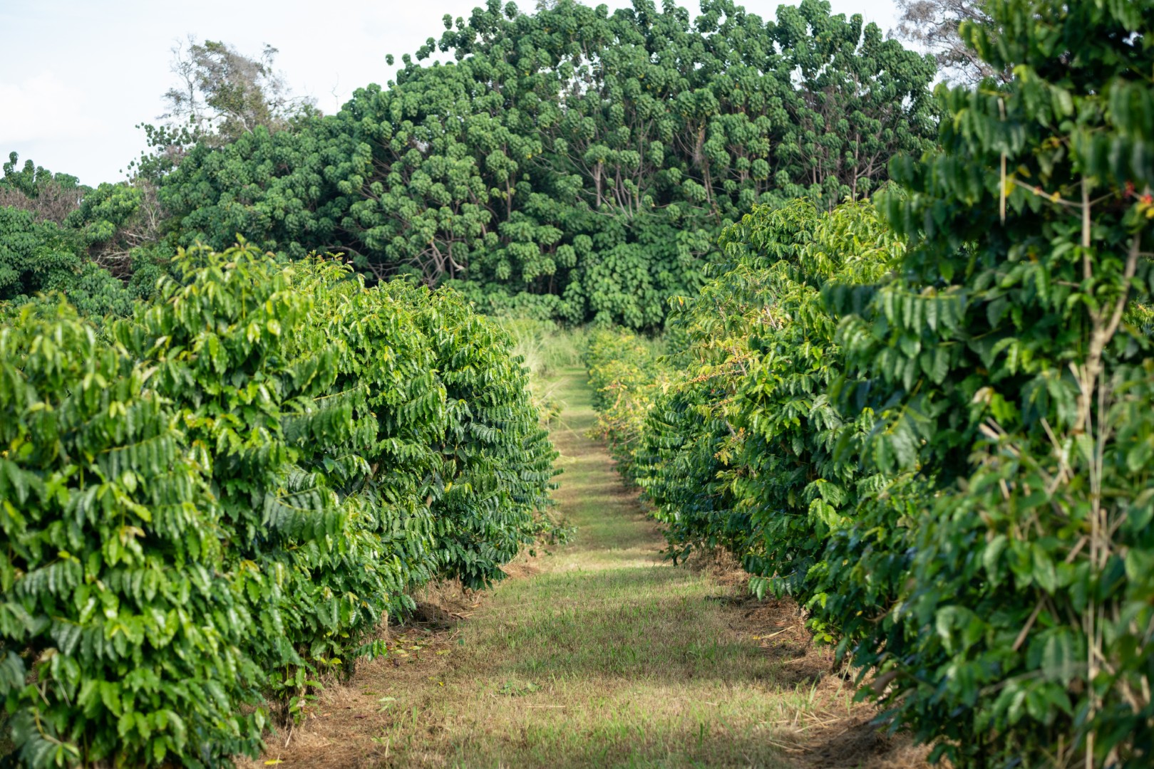 Heavenly Hawaiian Kona Coffee