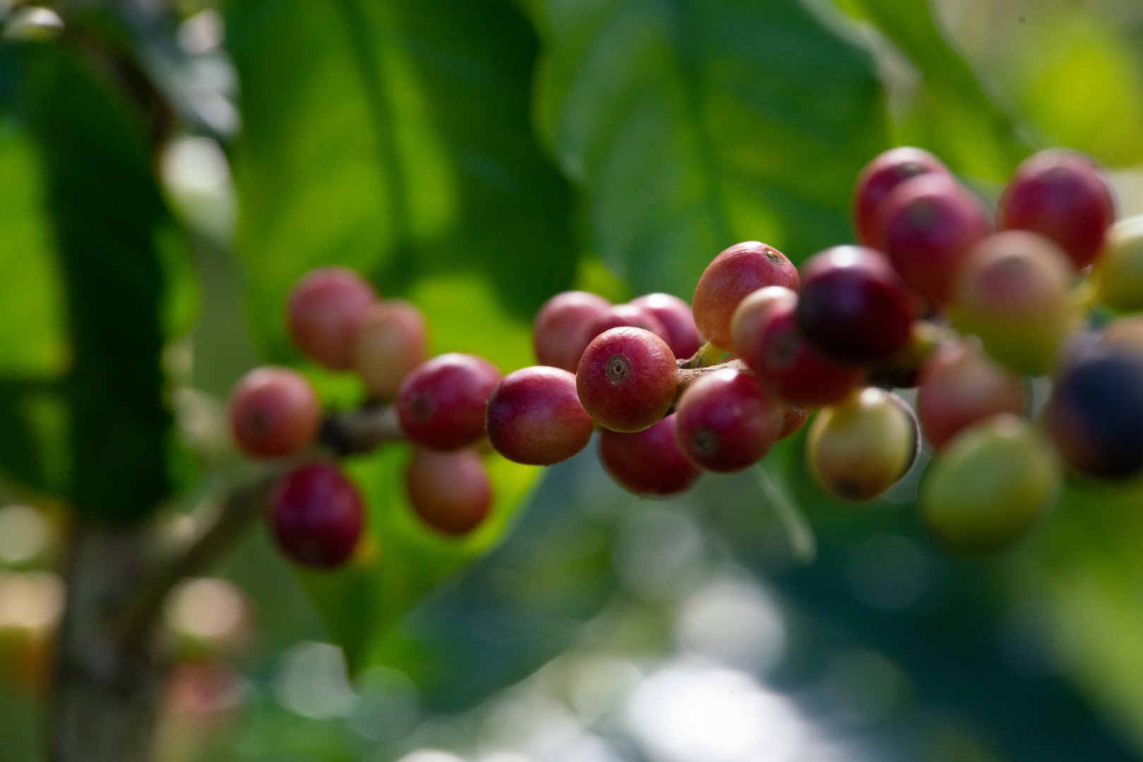 Heavenly Hawaiian Kona Coffee