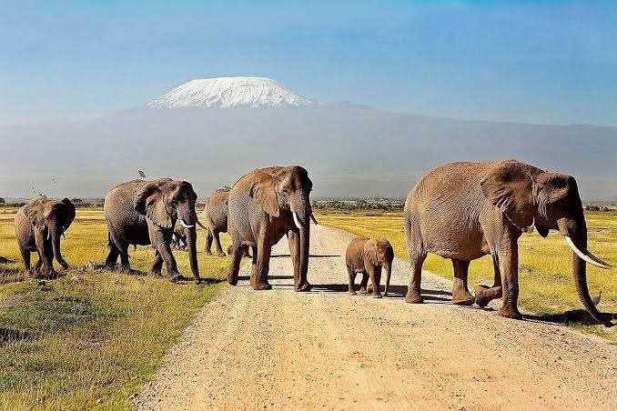 Champion tour and safaris