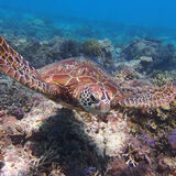 Sea Melt