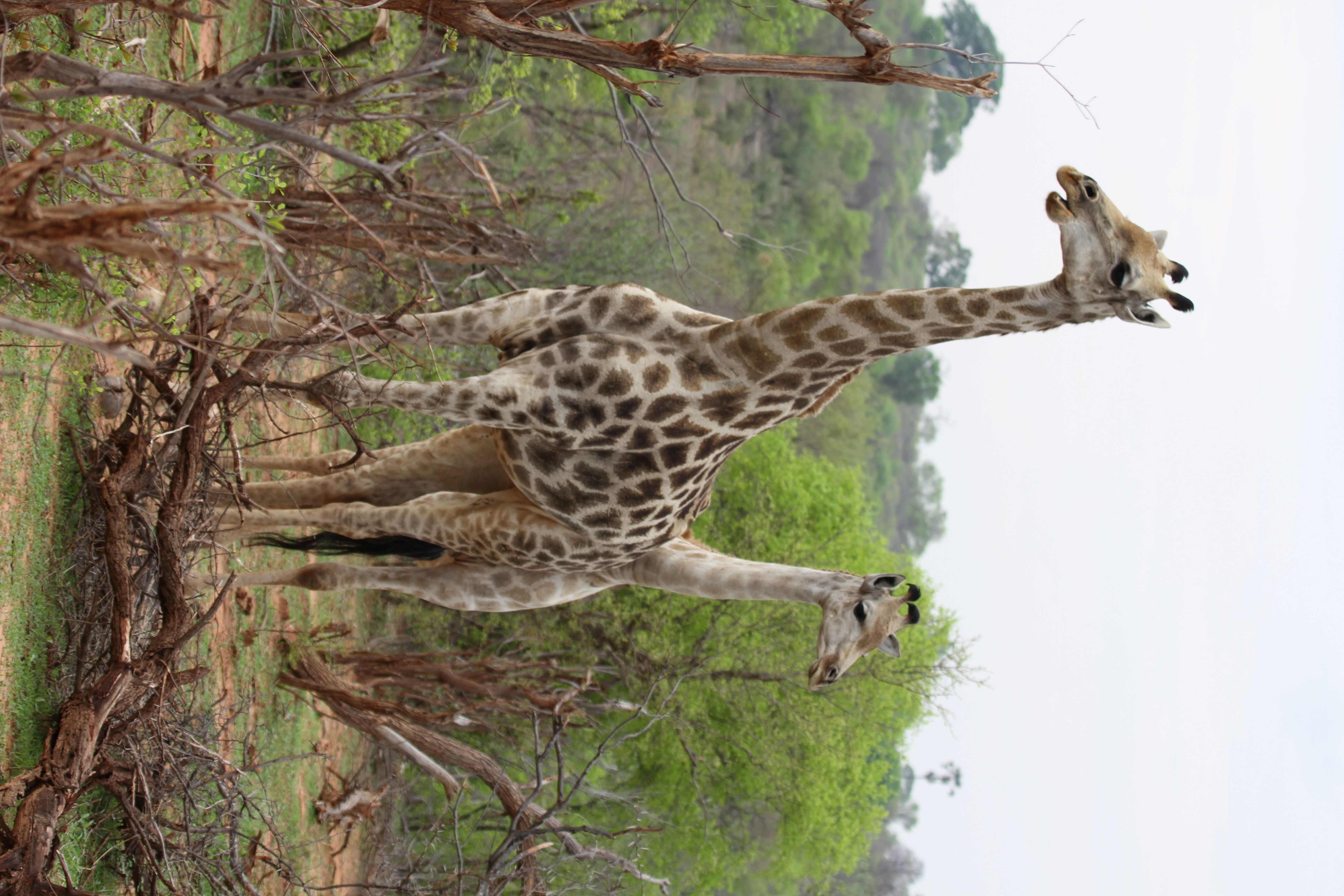 Cultural Vibes Travel and tours