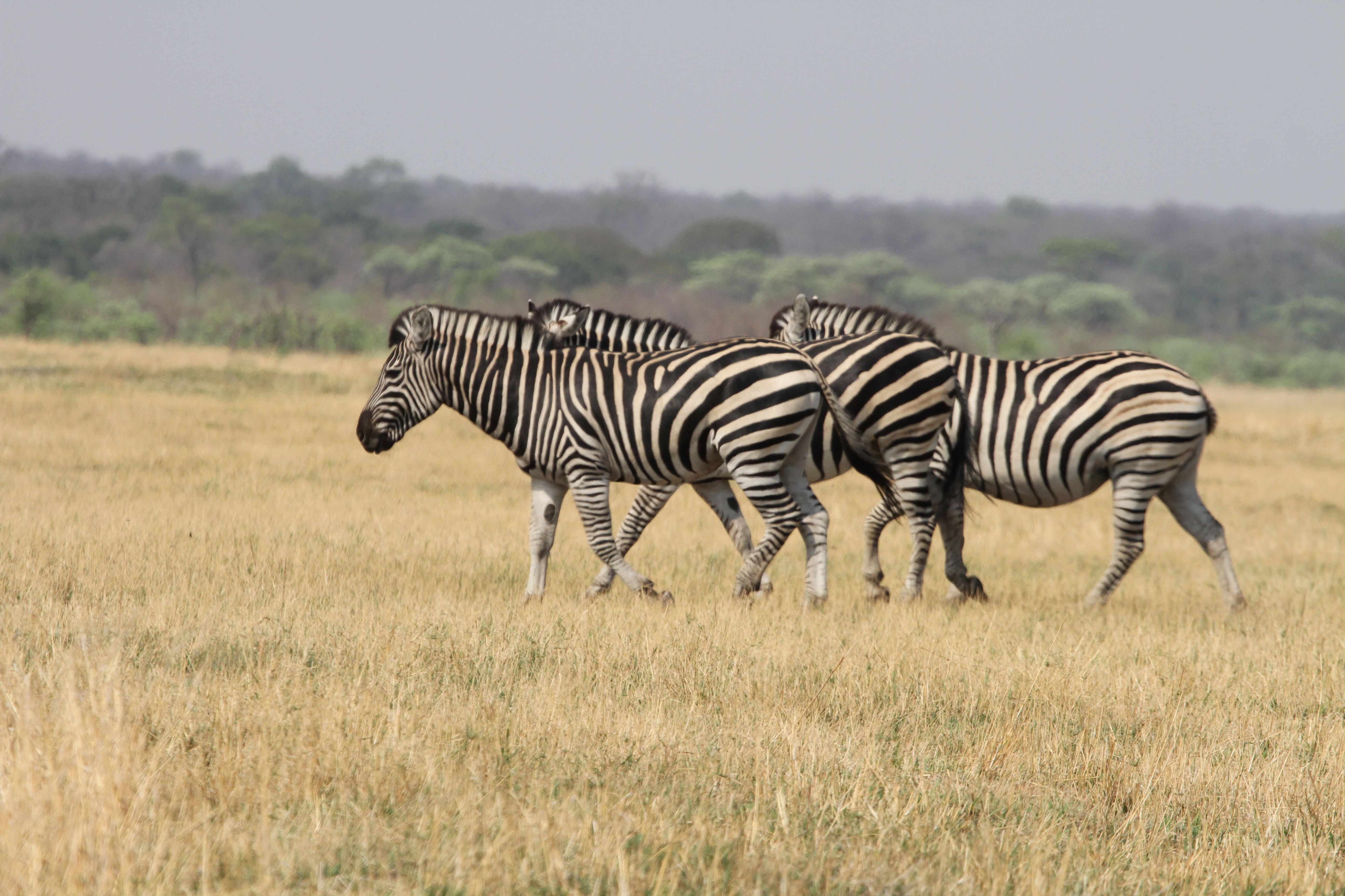 Cultural Vibes Travel and tours