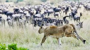Lusungulwamtwa safaris