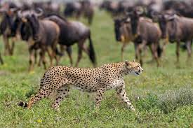 Lusungulwamtwa safaris