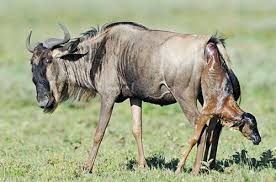 Lusungulwamtwa safaris