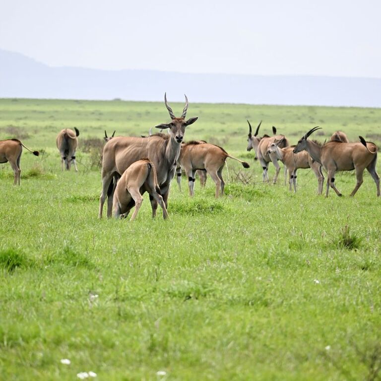 Antique Safari Adventures Limi