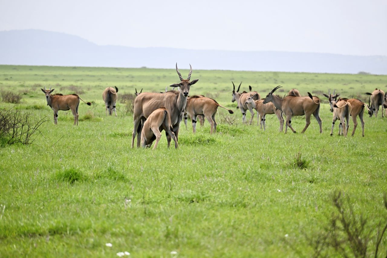 Antique Safari Adventures Limi