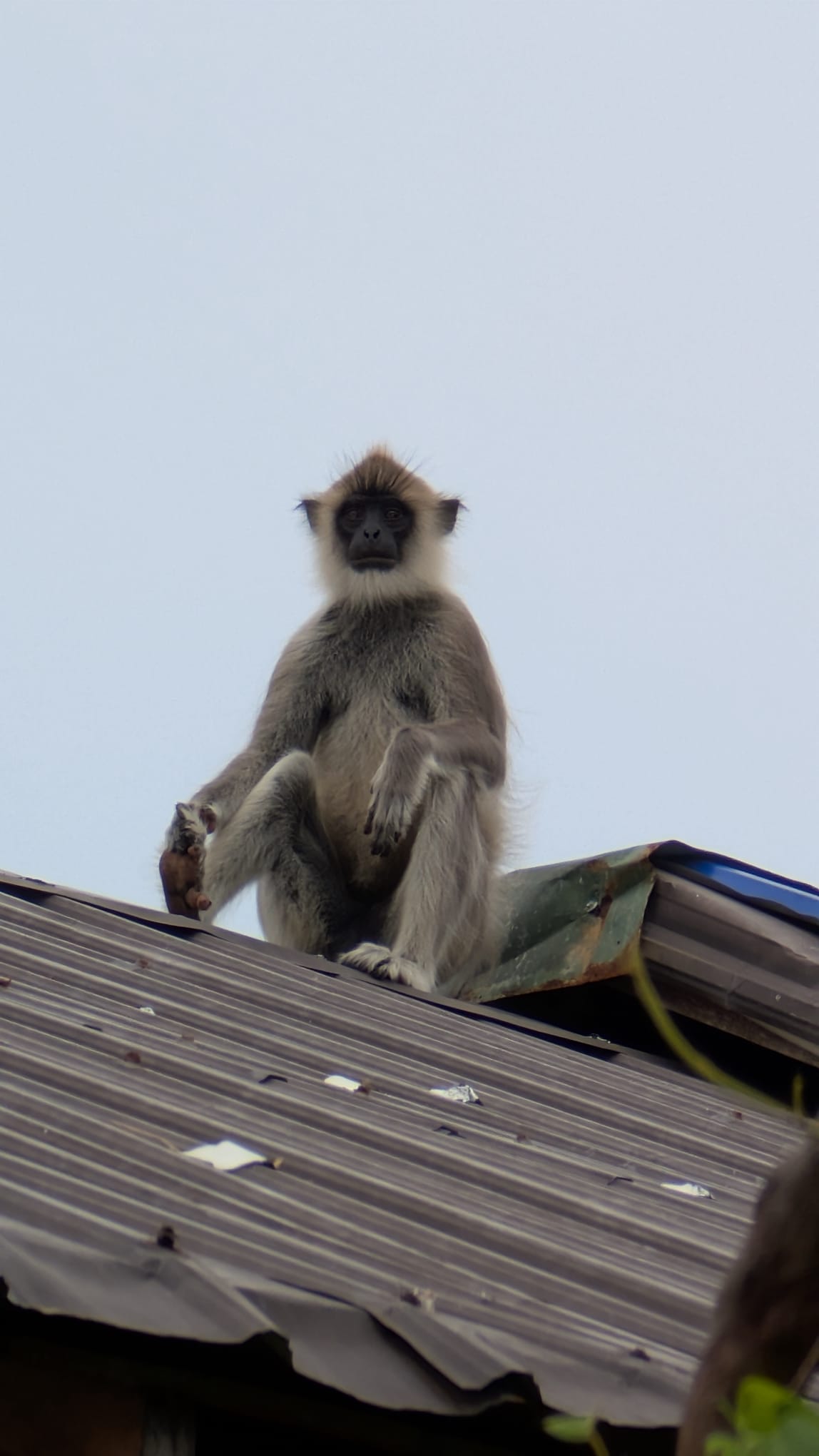 Black forest beach resort
