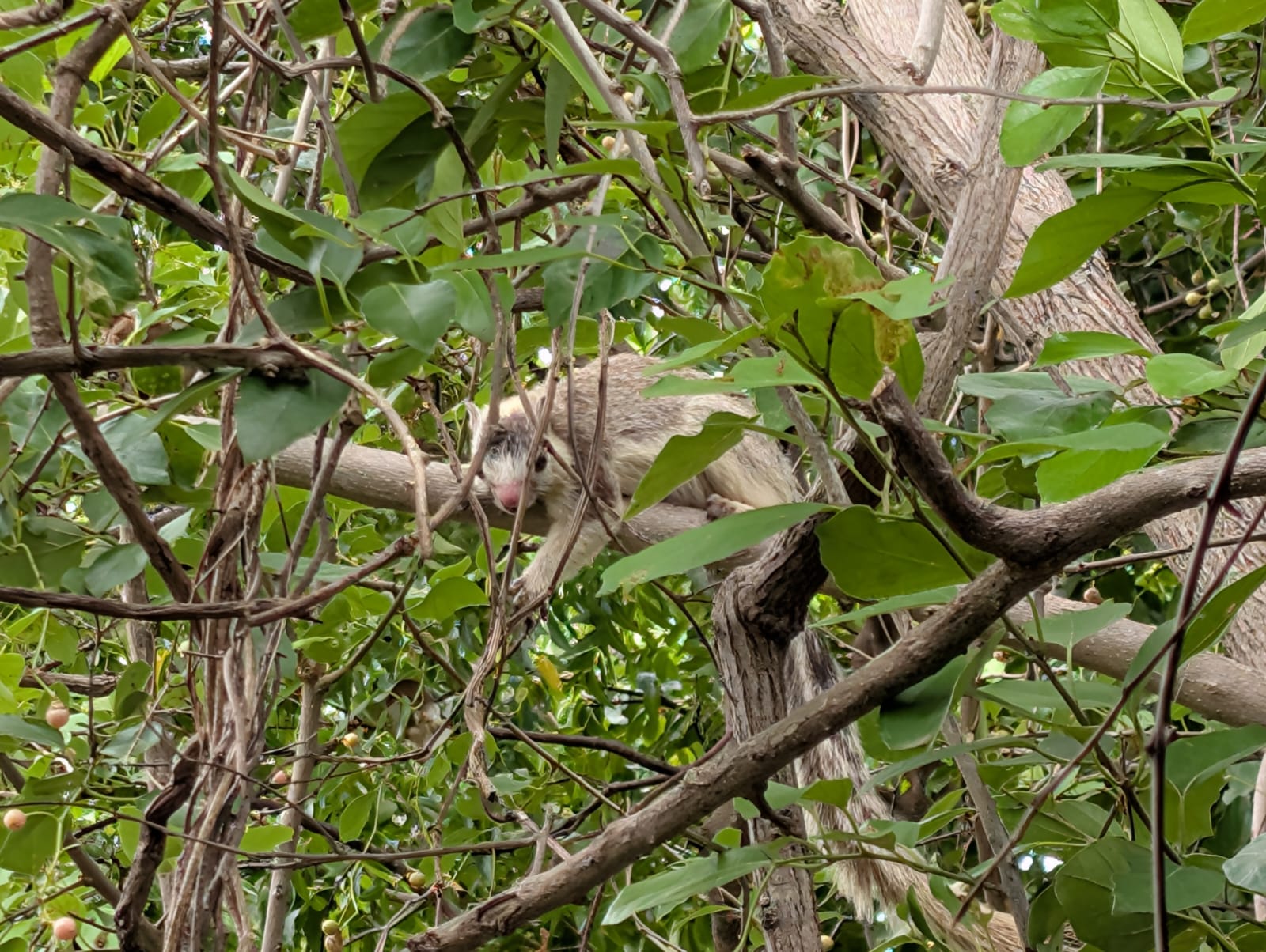 Black forest beach resort