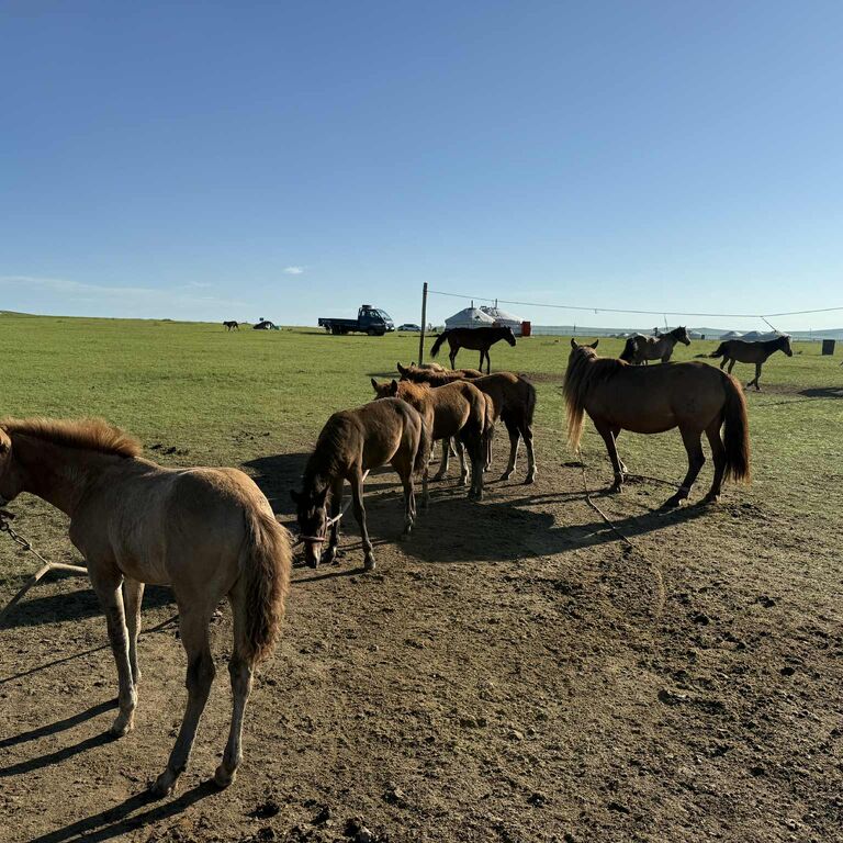 Chinggis Khan Trail Rides