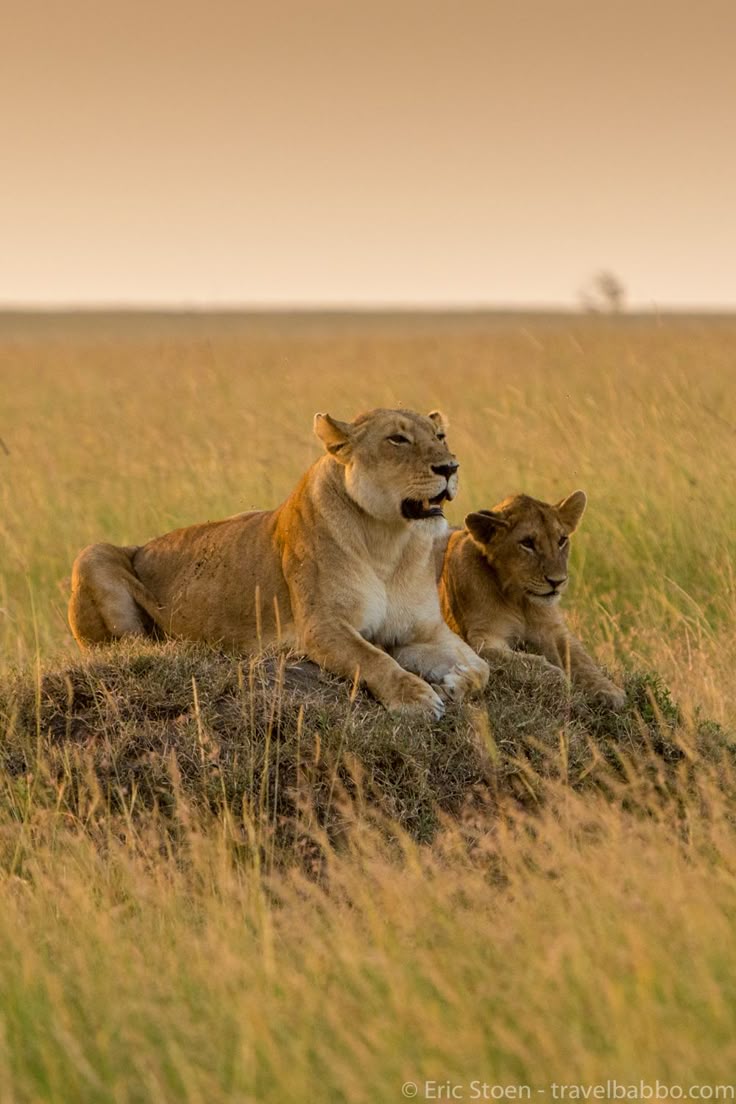 Kikko Kenya safari