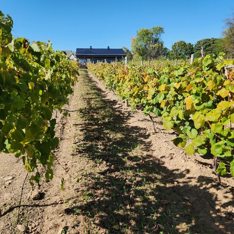 Knox Vineyards