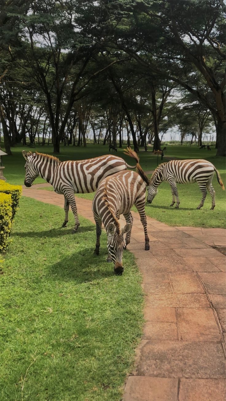 Kodjo travels