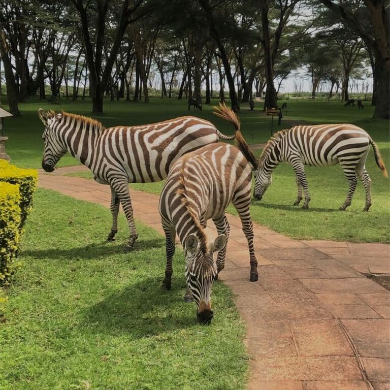 Kodjo travels