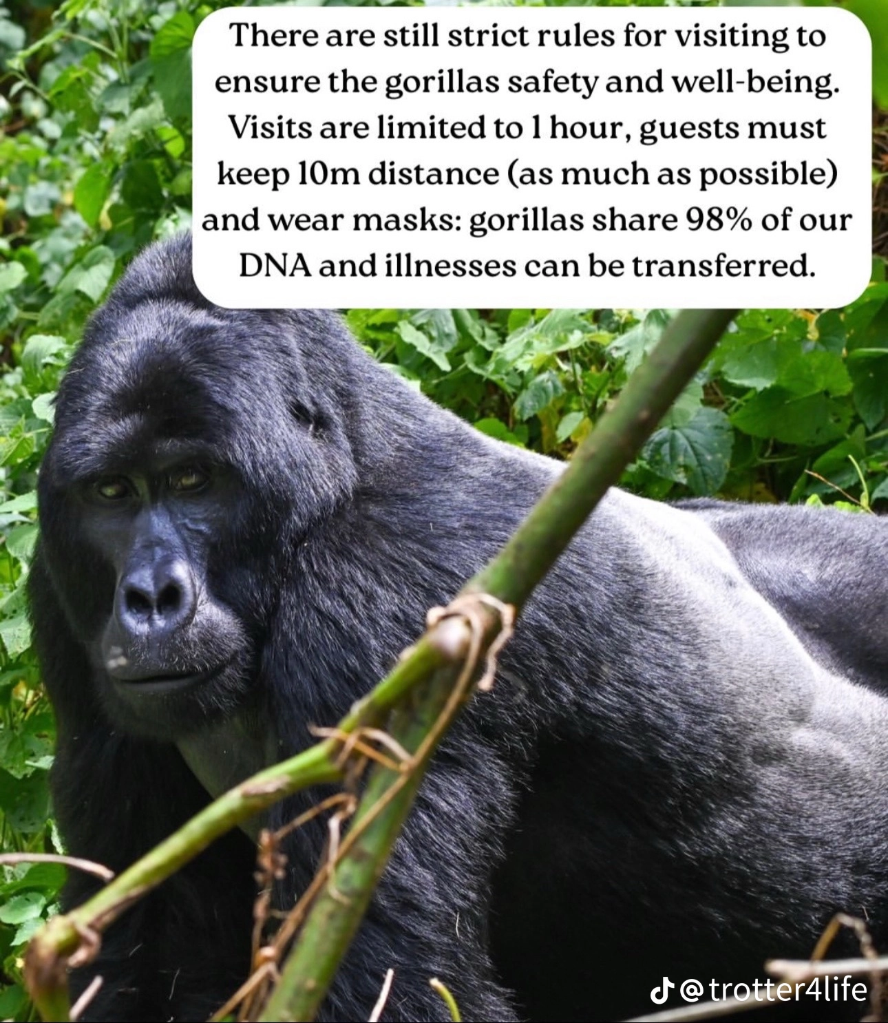 Boreal tours and travel
