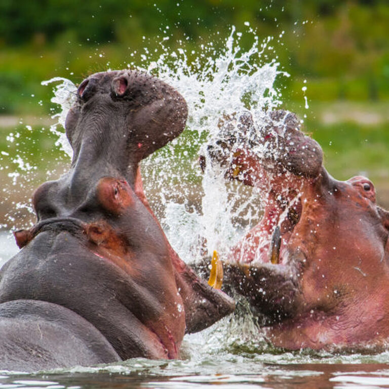 Wanderlust Africa Vacations