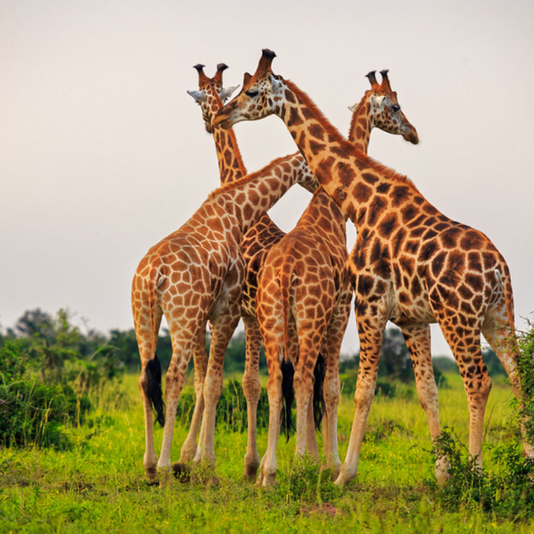 Wanderlust Africa Vacations