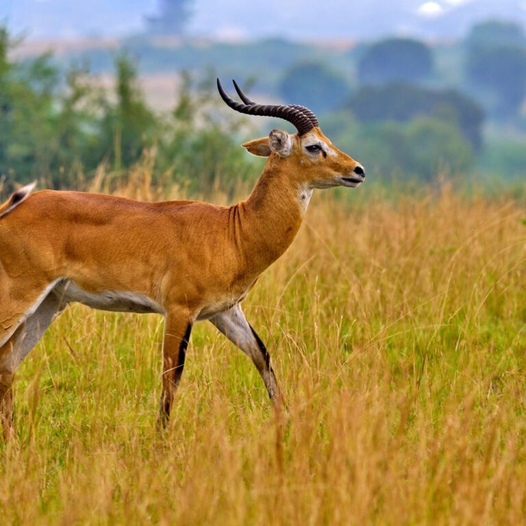 Wanderlust Africa Vacations