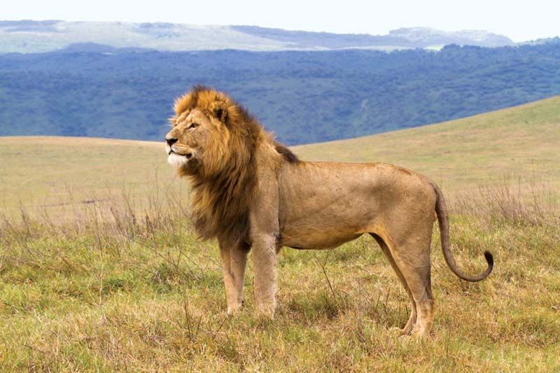 Fady Luxury safaris