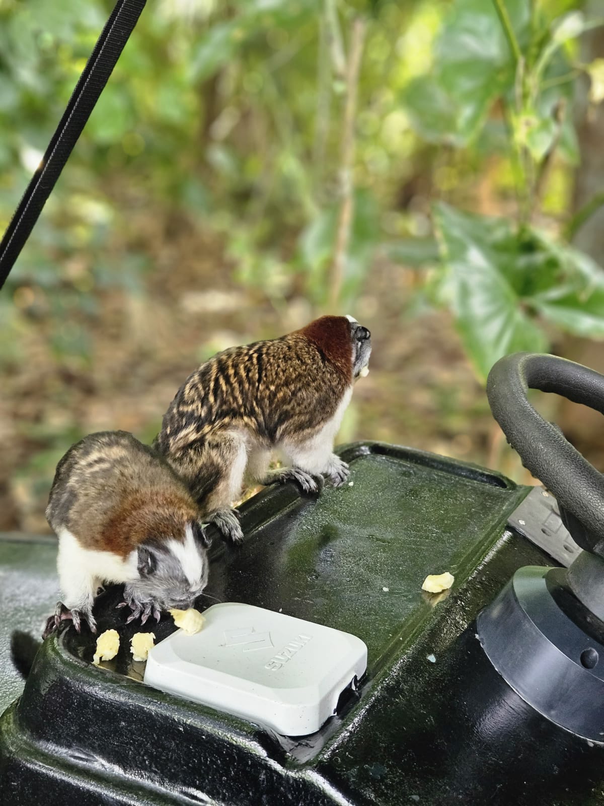 Everything in Panama