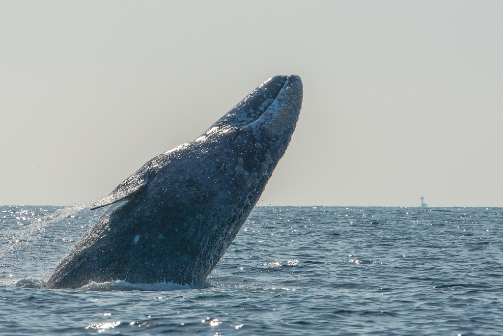 Adventure Whale Watching