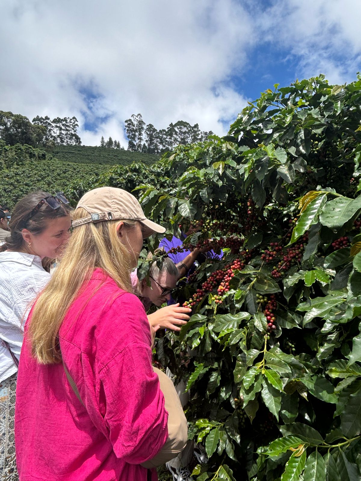 ZANDONADE CAFÉS ESPECIAIS