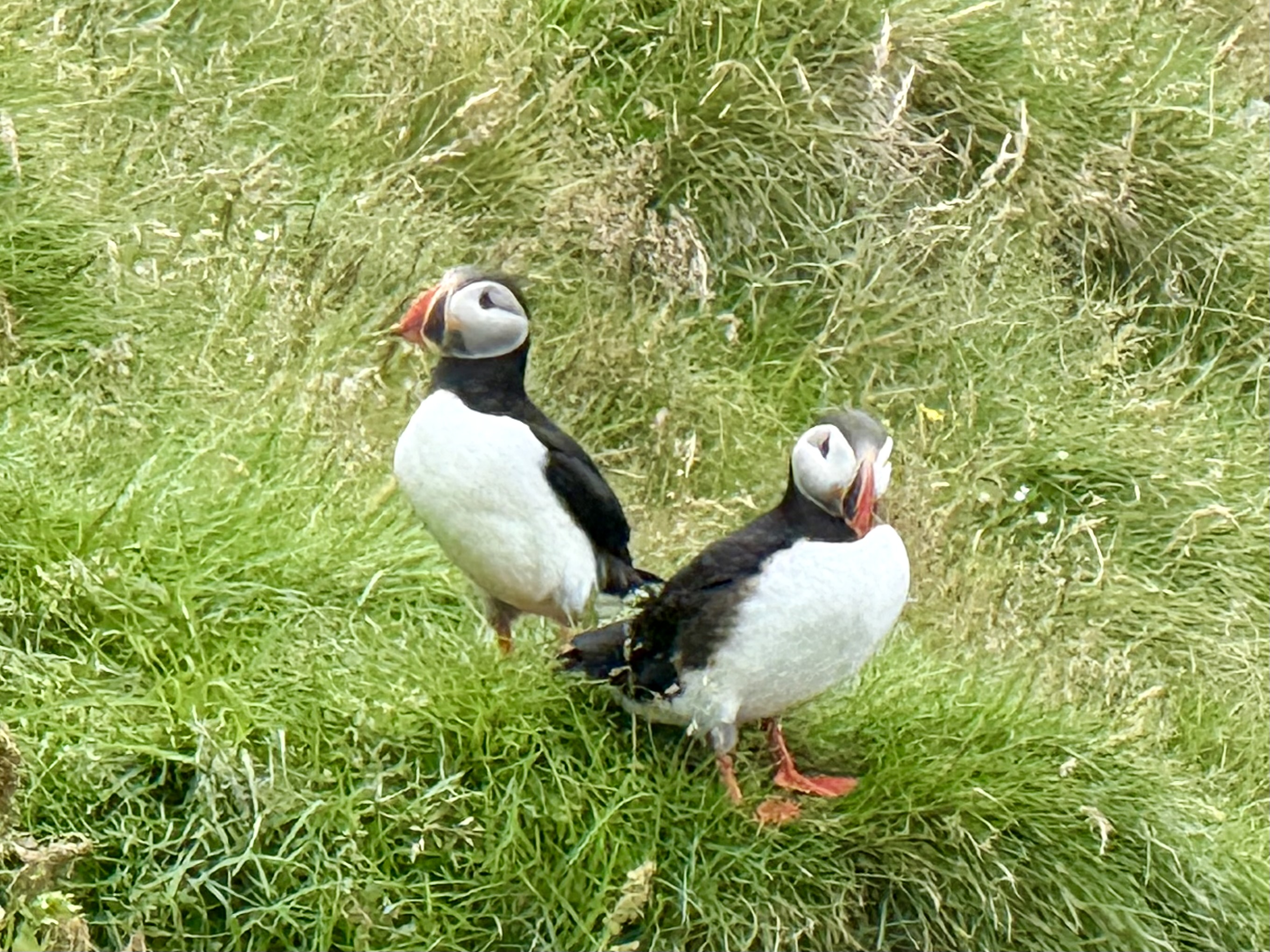 Green Travel Iceland