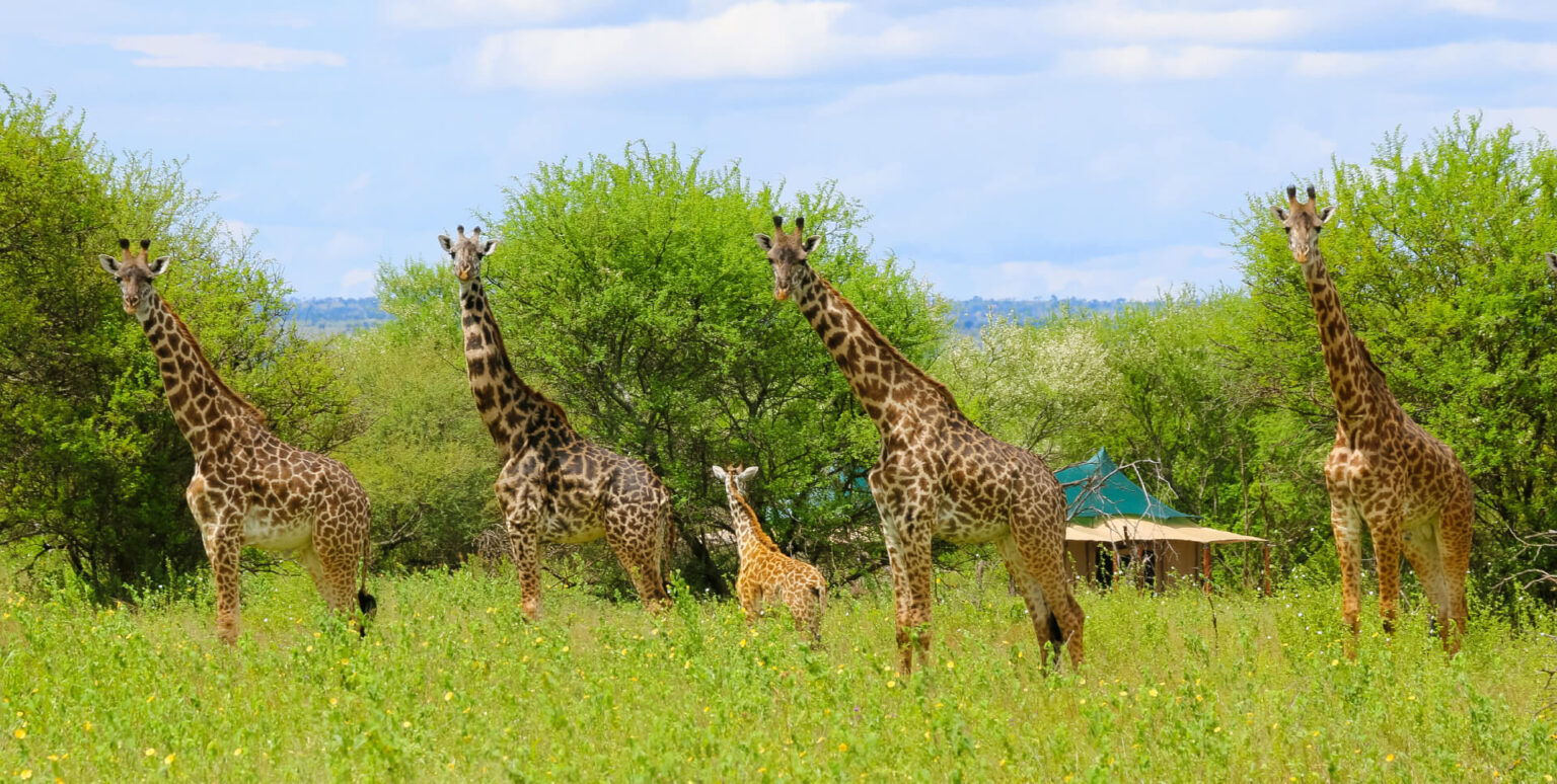 Nyangulo Africa Safaris